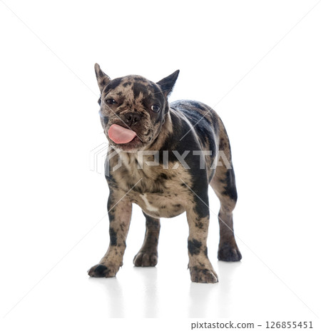Cute dog, purebred merle bulldog licking nose, standing with relaxed body, ears up, tongue fully out with curious face against white studio background 126855451