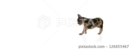 Playful, marble French bulldog with long spotted fur running with curiosity against white studio background with copy space. Banner Playful, marble French bulldog with long spotted fur running with curiosity against white studio background with copy space. Banner 126855467