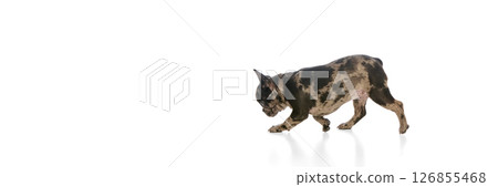 Banner. Purebred. French bulldog walking against white studio background with negative space to insert text, showing curiosity and playfulness 126855468