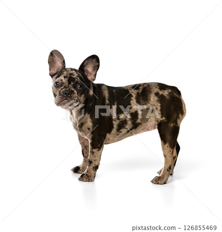 French Bulldog puppy with merle coat stands with raised ears and curious gaze, showing alertness and confidence against white background 126855469
