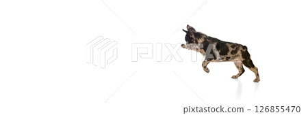 Banner. Merle French Bulldog puppy runs forward with lifted paw and flapping ears, showing playful energy against white studio background. Banner. Merle French Bulldog puppy runs forward with lifted paw and flapping ears, showing playful energy against white studio background. 126855470