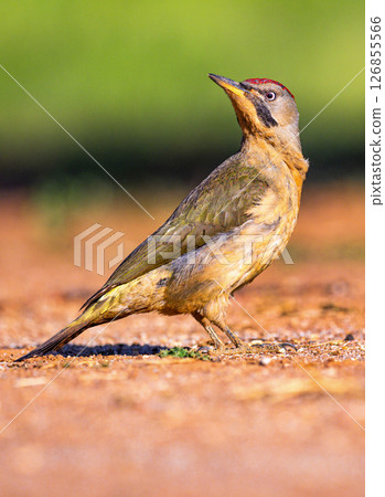 European Green Woodpecker, Spain 126855566