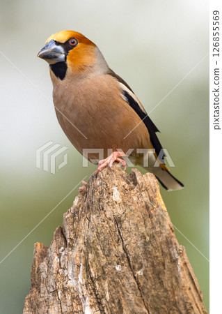 Hawfinch, Spain 126855569