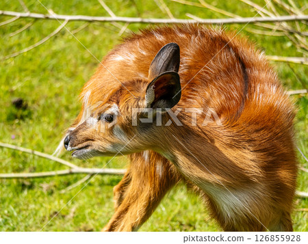 Close-Up of a Brightly Colored western sitatunga calf in a Natural Grassland Habitat 126855928