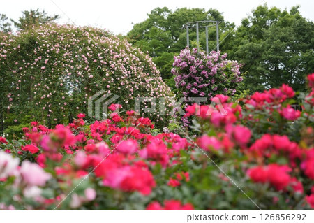 富山縣冰見市玫瑰園愛山花園 126856292