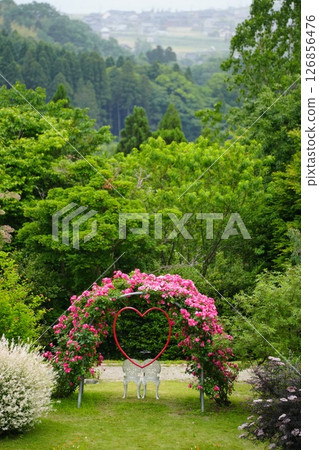 Aiyama Garden, Rose Garden, Himi City, Toyama Prefecture 126856476