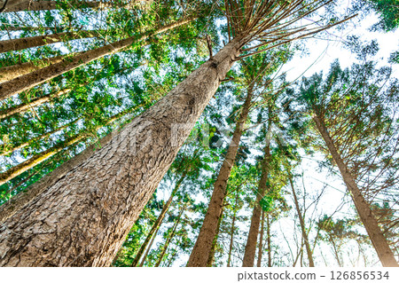 A vertical perspective captures towering trees stretching skyward A vertical perspective captures towering trees stretching skyward 126856534