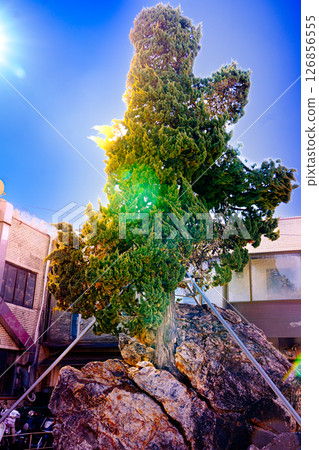 Evergreen tree growing up on stones. 126856555