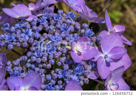 Gaku hydrangea flower 126856752