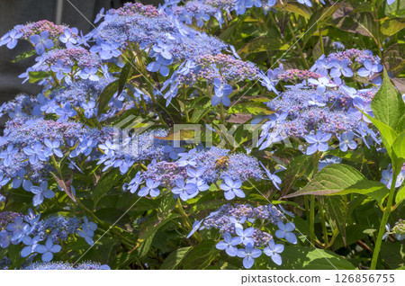  繡球花 126856755