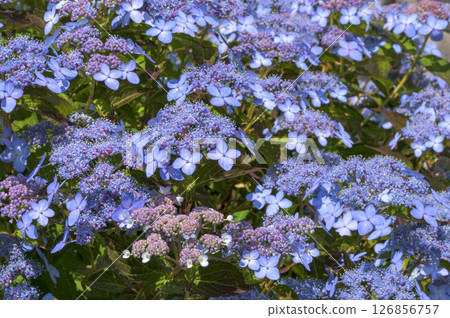  Gaku hydrangea 126856757
