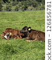 meadow, pasture, ranch 126856781