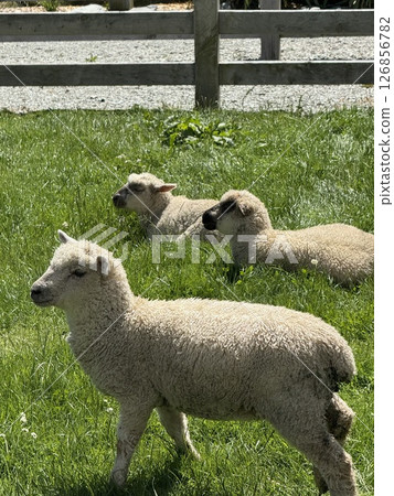 animal, animals, sheep 126856782