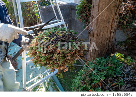 Pruning Hiba Pruning Hiba 126856842