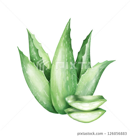 Aloe Vera Plant with Slices Illustration 126856883