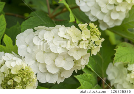 Kashiwaba hydrangea 126856886