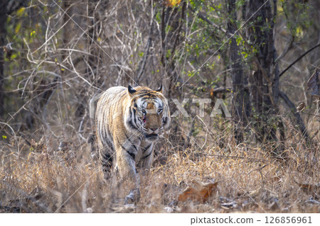 wild male bengal tiger or panthera tigris head on walking with eye contact at panna national park forest reserve madhya pradesh india during summer season morning safari 126856961