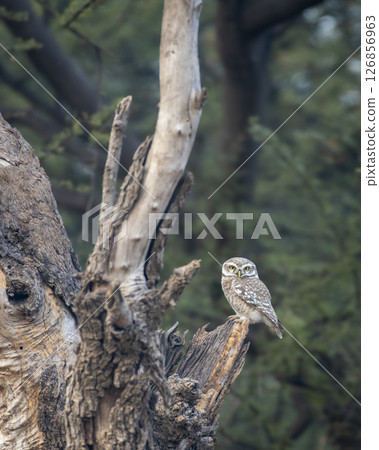 spotted owlet or Athene brama at ranthambore national park forest tiger reserve rajasthan india. owl perched on tree with natural scenic green background in winter season safari spotted owlet or Athene brama at ranthambore national park forest tiger reserve rajasthan india. owl perched on tree with natural scenic green background in winter season safari 126856963