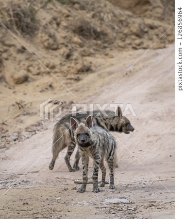 Striped hyena or hyaena hyaena pair or family portrait on forest track with a road block during outdoor jungle safari at ranthambore national park tiger reserve rajasthan india Striped hyena or hyaena hyaena pair or family portrait on forest track with a road block during outdoor jungle safari at ranthambore national park tiger reserve rajasthan india 126856964