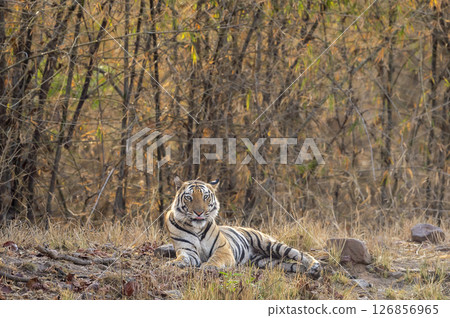 wild male bengal tiger or panthera tigris at bandhavgarh national park madhya pradesh india. tiger sitting with eye contact and face expression in bamboo forest green background summer season safari wild male bengal tiger or panthera tigris at bandhavgarh national park madhya pradesh india. tiger sitting with eye contact and face expression in bamboo forest green background summer season safari 126856965