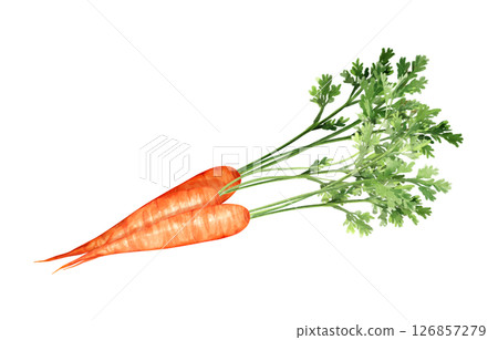 Han-drawn Illustration of Fresh Carrots Han-drawn Illustration of Fresh Carrots 126857279