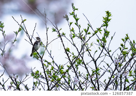 Sakura Roadside Station Waterfront Plaza Kamoto Sakura Roadside Station Waterfront Plaza Kamoto 126857387