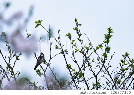 道之站櫻花海濱廣場鴨本 126857390