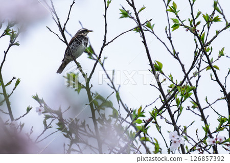 Sakura Roadside Station Waterfront Plaza Kamoto Sakura Roadside Station Waterfront Plaza Kamoto 126857392