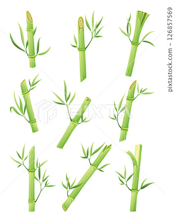 Bamboo green stalk, icon set. Stem with leaf isolated on white background. Eco design of stick bamboo with foliage or leaves, vector illustration Bamboo green stalk, icon set. Stem with leaf isolated on white background. Eco design of stick bamboo with foliage or leaves, vector illustration 126857569