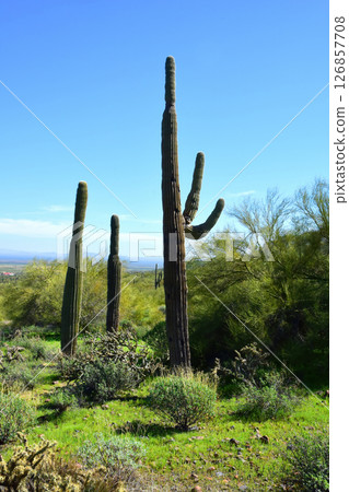 Sonora Desert Arizona Picacho Peak State Park Sonora Desert Arizona Picacho Peak State Park 126857708