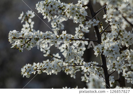 Blooming branches of Prunus cerasifera display delicate white flowers in springtime sunlight during a peaceful afternoon walk in a local park Blooming branches of Prunus cerasifera display delicate white flowers in springtime sunlight during a peaceful afternoon walk in a local park 126857827