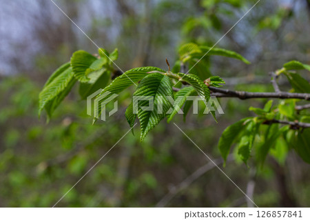 Tussilago farfara blooms in spring showcasing vibrant yellow flowers that brighten the landscape during the early season 126857841