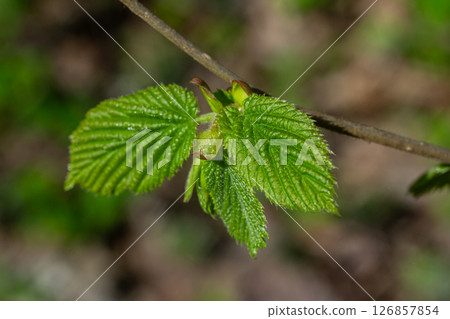 Coltsfoot blooms emerging in spring showcasing fresh green leaves in natural habitat by a forested area 126857854