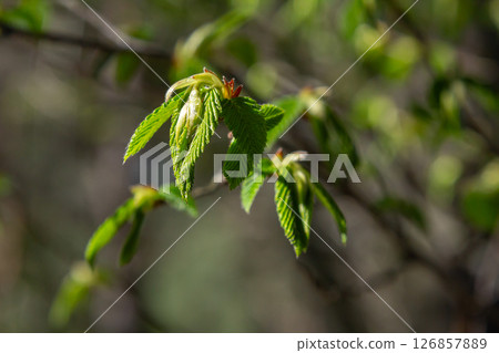 Spring blooms of Tussilago farfara show vibrant yellow flowers emerging from the earth amidst budding leaves in a forest setting 126857889