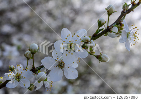 Blossoms of Prunus cerasifera in springtime showcasing delicate white flowers against a blurred background of more blooming branches 126857890