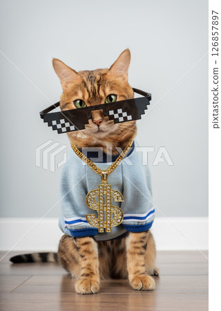 Bengal cat with pixelated glasses and a gold chain. Bengal cat with pixelated glasses and a gold chain. 126857897