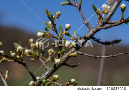 Blossoming Prunus cerasifera branches reveal white buds against a clear blue sky during springtime in a serene landscape 126857918