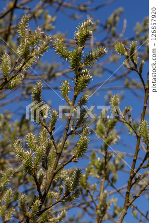 Willow blossoms emerge in spring under a clear blue sky showcasing vibrant green buds and delicate floral formation Willow blossoms emerge in spring under a clear blue sky showcasing vibrant green buds and delicate floral formation 126857920