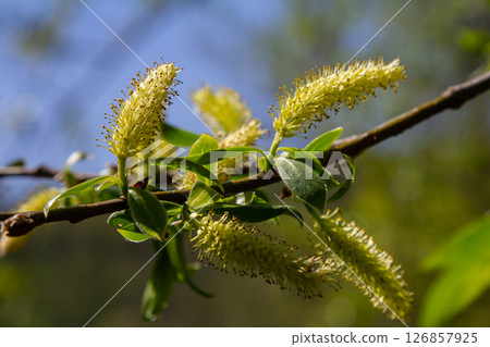 Willow blossoms bloom in springtime sunlight showcasing delicate flowers and vibrant green leaves in a serene natural setting 126857925