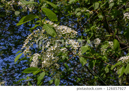 Spring branches of Prunus padus adorned with delicate white flowers against a clear blue sky in a vibrant nature setting 126857927