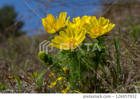 Bright yellow Adonis flowers bloom among lush green grass in a sunny outdoor setting during springtime 126857932