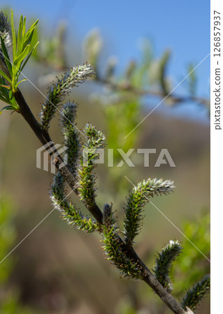 Willow blossoms emerge in spring sunlight showcasing vibrant and intricate details against a clear blue sky Willow blossoms emerge in spring sunlight showcasing vibrant and intricate details against a clear blue sky 126857937