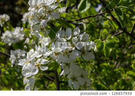 Pear blossoms bloom vibrantly in spring transforming the landscape with white petals against lush green foliage Pear blossoms bloom vibrantly in spring transforming the landscape with white petals against lush green foliage 126857939