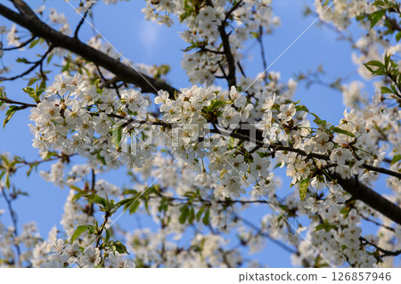 Cherry blossoms bloom joyfully in the bright spring sky creating a picturesque backdrop of white flowers against the blue background 126857946