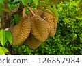 Ripe Durian Fruits on Tree 126857984