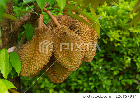 Ripe Durian Fruits on Tree 126857984