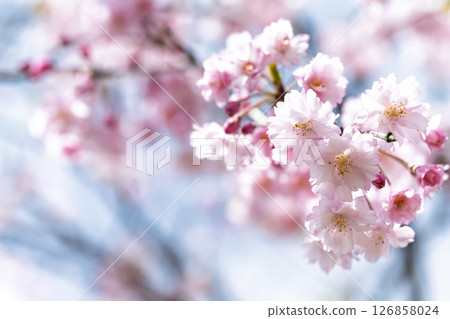 Beautiful cherry blossoms shining in the light of a warm spring day "Nagayu Onsen Weeping Cherry Village" Taketa City, Oita Prefecture 126858024