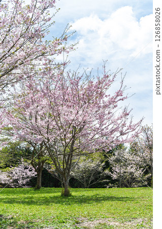 Beautiful cherry blossoms shining in the light of a warm spring day "Nagayu Onsen Weeping Cherry Village" Taketa City, Oita Prefecture 126858026