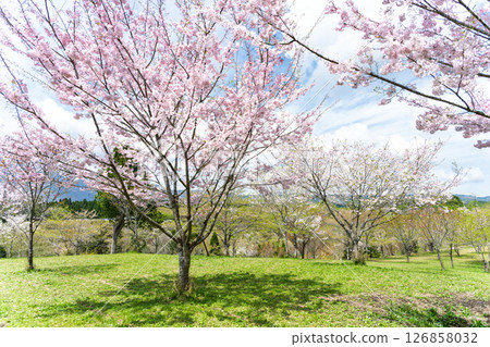 Beautiful cherry blossoms shining in the light of a warm spring day "Nagayu Onsen Weeping Cherry Village" Taketa City, Oita Prefecture 126858032