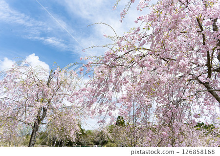 溫暖春日里綻放的美麗櫻花「長湯溫泉垂枝櫻花村」大分縣竹田市 126858168